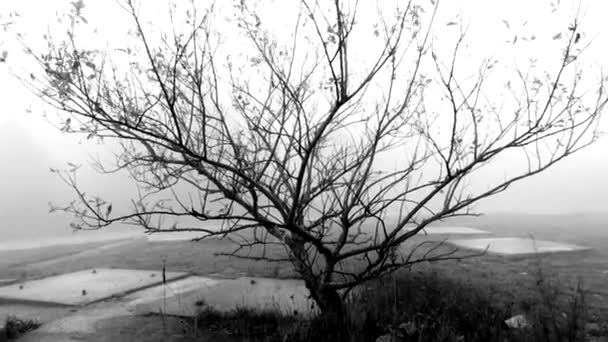 Krajina Osamělým Stromem Mlze Připomíná Styl Hororového Filmu — Stock video
