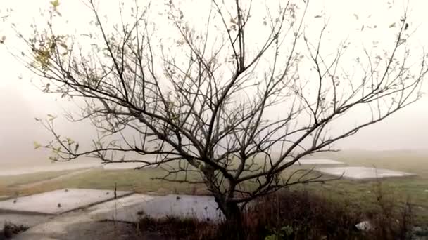 Sisin Içindeki Izole Bir Ağacın Manzarası Bir Korku Sinemasına Benzer — Stok video