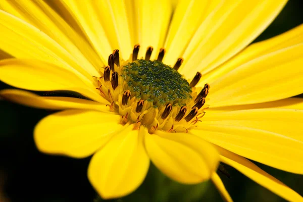 Macro fotografía de una margarita amarilla — Foto de Stock