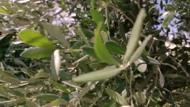 Ligurisch Landschap Groene Olijfboombladeren Bewogen Door Wind — Stockvideo