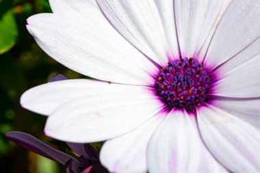 beyaz yapraklı ve mor tomurcuklu bir çiçeğin makro fotoğrafı