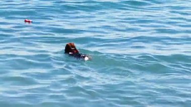 Köpek yüzüyor ve denizde oynuyor.