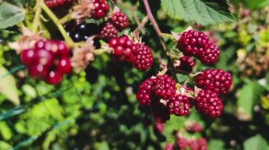 Sağlıklı yiyecekler, taze kırmızı ahududular doğal olarak ekilmiş ve yemeye hazır.