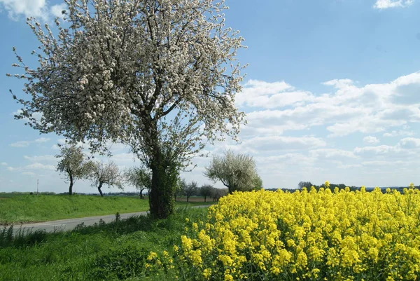 Campo Colza Primavera República Checa — Fotografia de Stock