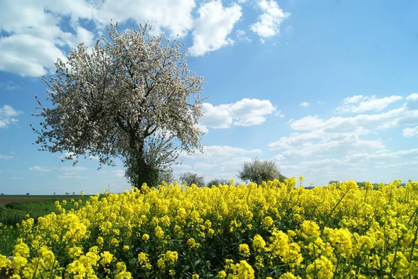 Campo Colza Primavera Imágenes de stock libres de derechos