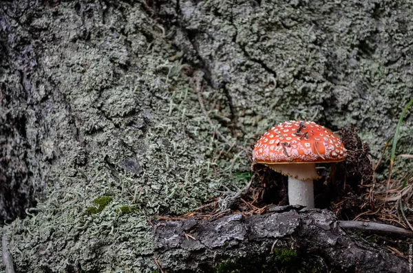 Amanita ormanda.
