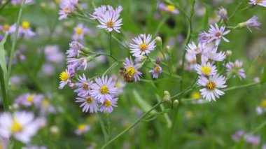 Bir çayırda narin mavi kır çiçeklerini tozlaştıran bir arı 4K görüntüsü. Biyolojik çeşitliliği, ekolojiyi ve çevresel dengeyi sembolize eden doğal manzara.