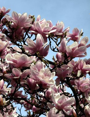 Manolya ağacının Bahar adlı pembe çiçekler