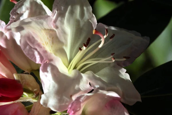 Fiori Rosa Cespuglio Rododendro Primavera — Foto Stock