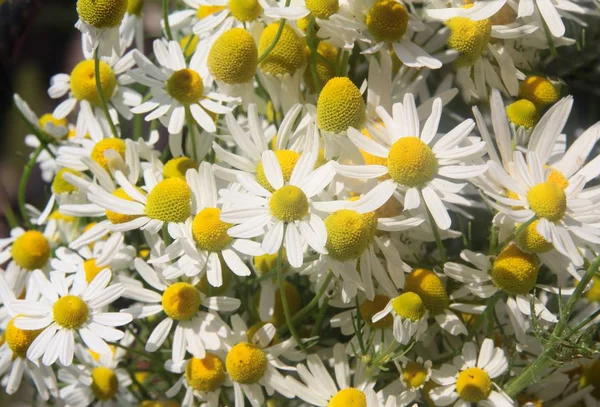 Vita Blommor Kamomill Ört Närbild — Stockfoto