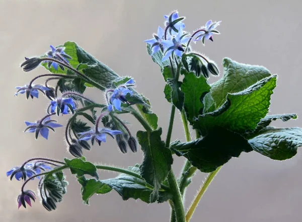 Niebieskie Kwiaty Ogórecznika Starflower Bliska — Zdjęcie stockowe
