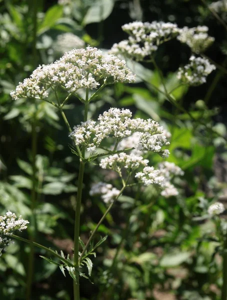 Valeriana Officinalis Herb Białymi Kwiatami — Zdjęcie stockowe