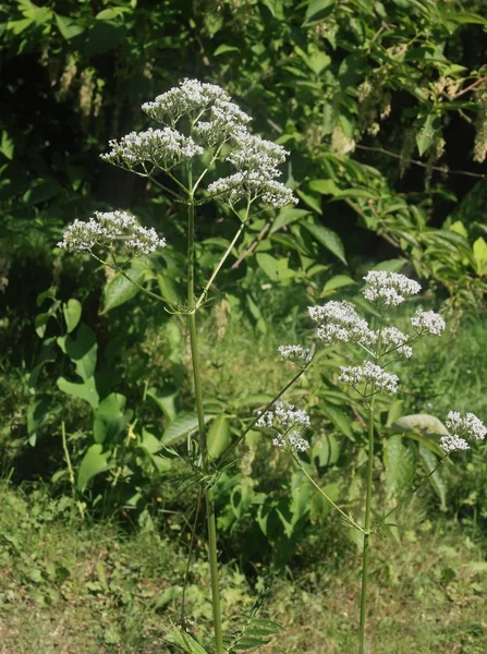 Valeriana Officinalis Herb Białymi Kwiatami — Zdjęcie stockowe