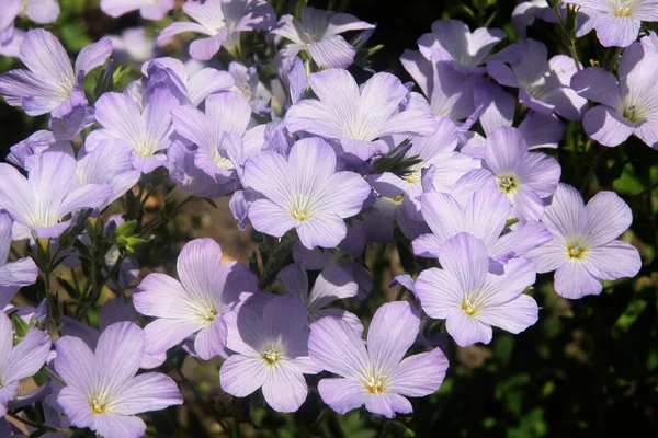 Lila Kwiaty Linum Hirsutum Roślina Lato — Zdjęcie stockowe