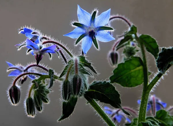 Flores Azuis Borragem Starflower Perto — Fotografia de Stock