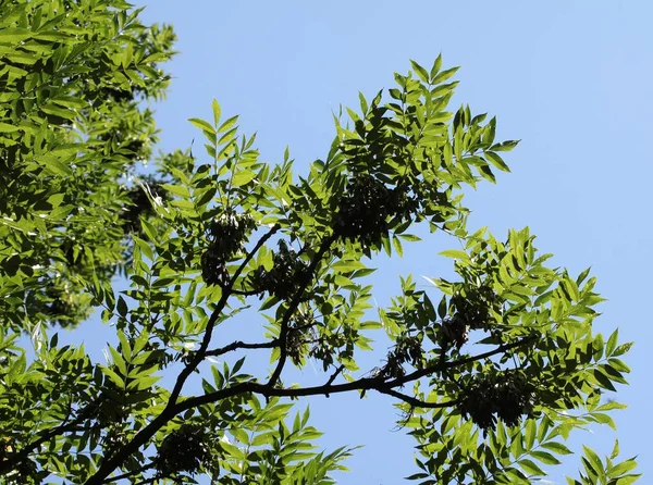 Twigs Green Leaves Fraxinus Excelsior Tree — Stock Photo, Image
