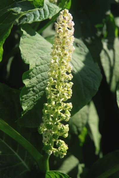 Phytolacca Americana Plante Avec Des Fleurs Blanches — Photo
