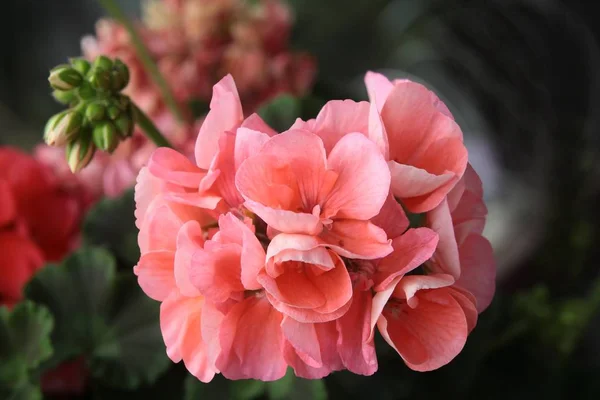 Cserepes Muskátli Rózsaszín Vörös Virágai — Stock Fotó