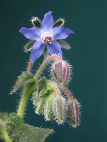 ボラージュスターフラワー植物クローズアップ — ストック写真