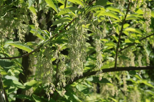 Pterostyrax Hispidus Albero Fiore — Foto Stock