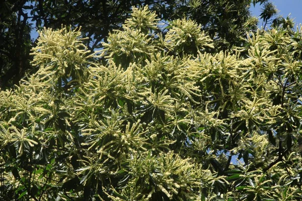 Castaño Dulce Flor —  Fotos de Stock