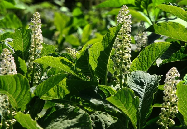 Phytolacca Americana Växt Med Vita Blommor — Stockfoto