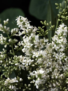 Baharda özel çalıların beyaz çiçekleri