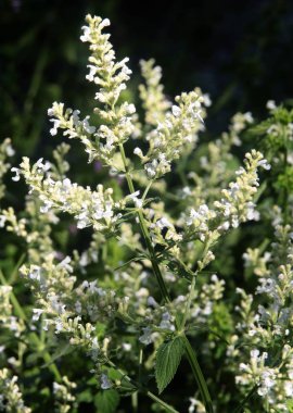 naga-nepeta Pannonica bitki çiçek