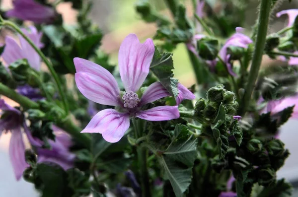 Lila Çiçek Vahşi Bitki Ebegümeci — Stok fotoğraf