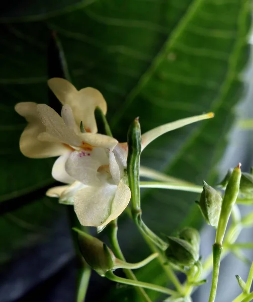 Impatiens Parviflora Roślin Żółte Kwiaty — Zdjęcie stockowe