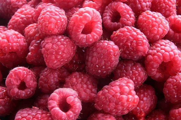 Sweet Juicy Raspberries Close — Stock Photo, Image