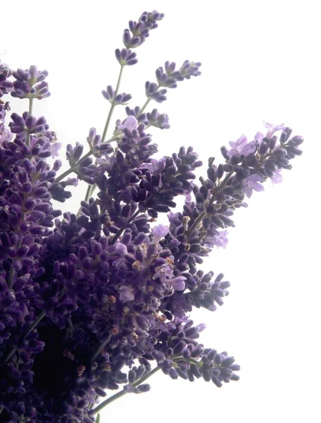 Lavand ハーブのリラの花クローズ アップ — ストック写真