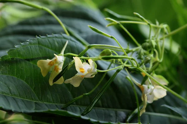 Impatiens Parviflora Pflanze Mit Gelben Blüten — Stockfoto