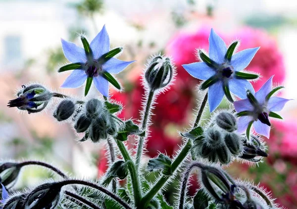 Fleurs Bleues Bourrache Plante Étoile — Photo