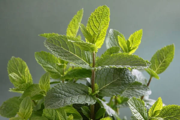 Green Leaves Mint Herb Close — Stock Photo, Image