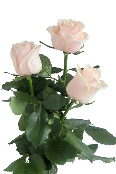 Różowe Róże Posy Zbliżenie — Zdjęcie stockowe