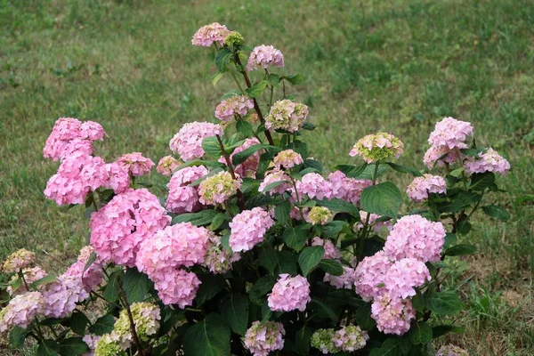Hortensia Plante Avec Des Fleurs Roses — Photo
