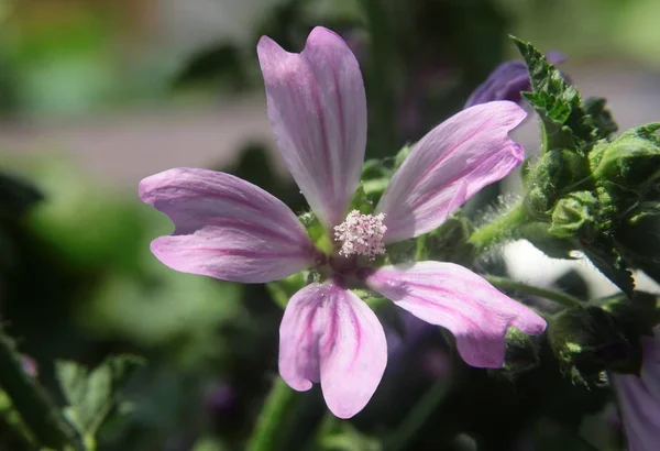 Flor Lila Malva Plantas Silvestres —  Fotos de Stock