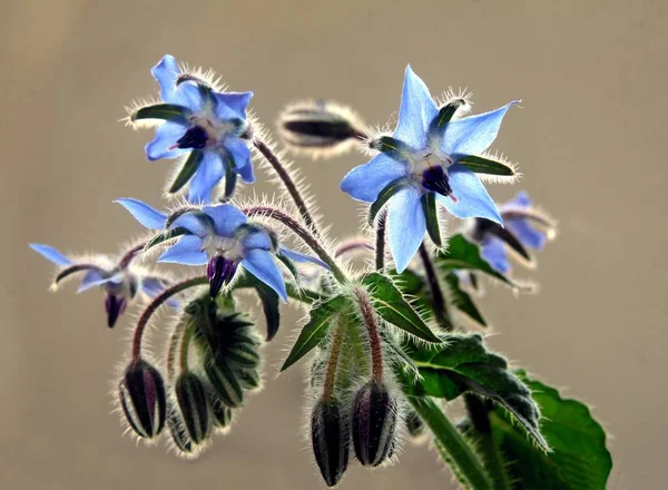 Fiori Azzurri Pianta Starflower Borragine — Foto Stock