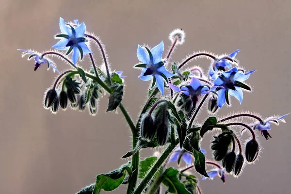 Blue Flowers Borage Starflower Plant — Stock Photo, Image