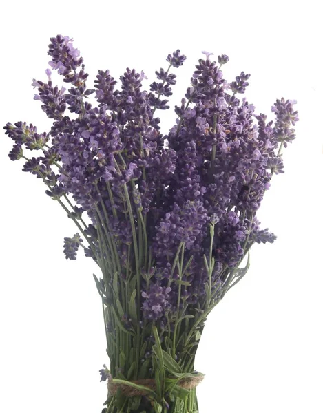 Lila Flowers Lavand Herb Close — Stock Photo, Image