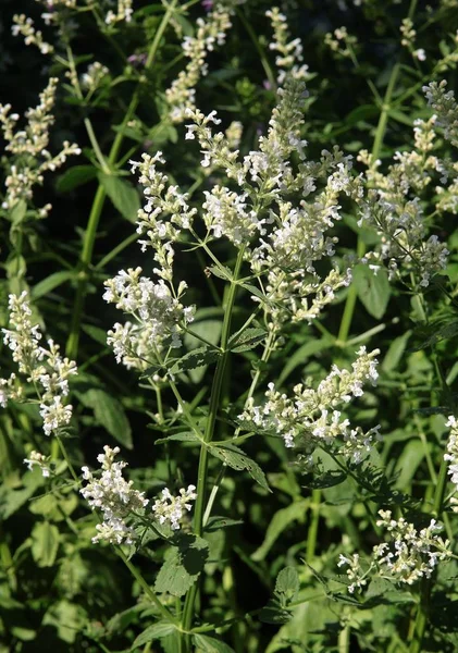 Naga Nepeta Pannonica Zioło Kwitnących — Zdjęcie stockowe