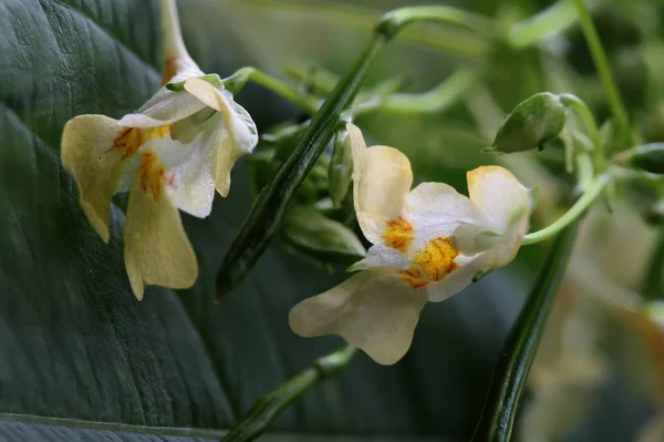 Недотрога Мелкоцветковая Желтыми Цветами — стоковое фото