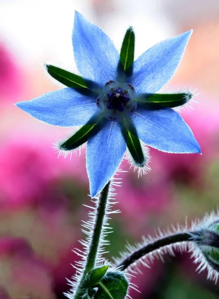 Jolie Fleur Bleue Étoile Bourrache Gros Plan — Photo