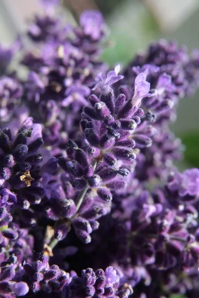 芬芳的拉和草本花的丽拉花 — 图库照片