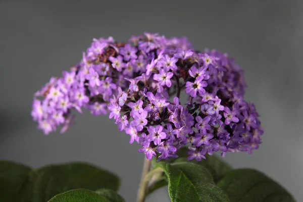 Flores Púrpuras Heliotropum Arborescens Cerca —  Fotos de Stock