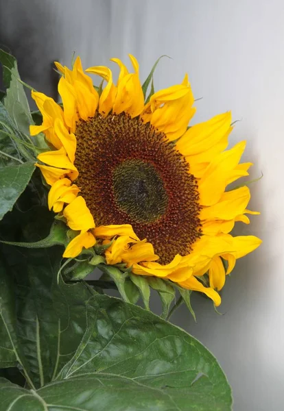 Gelbe Blume Der Sonnenblume Aus Nächster Nähe — Stockfoto