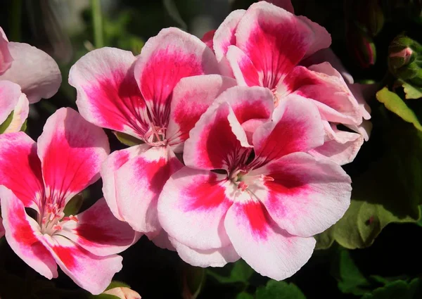 Pretty Pink Flowers Geranium Potted Plant Close — Stock Photo, Image