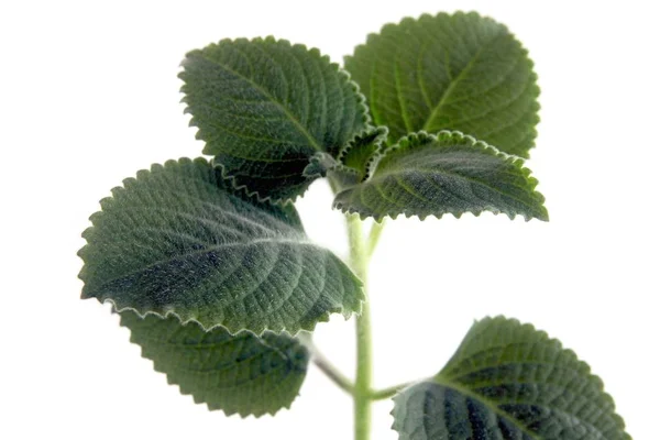 Hierba Menta Africana Como Planta Fragante —  Fotos de Stock