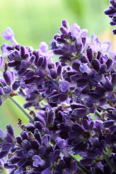 Hierba Lavanda Con Flores Lila Cerca —  Fotos de Stock